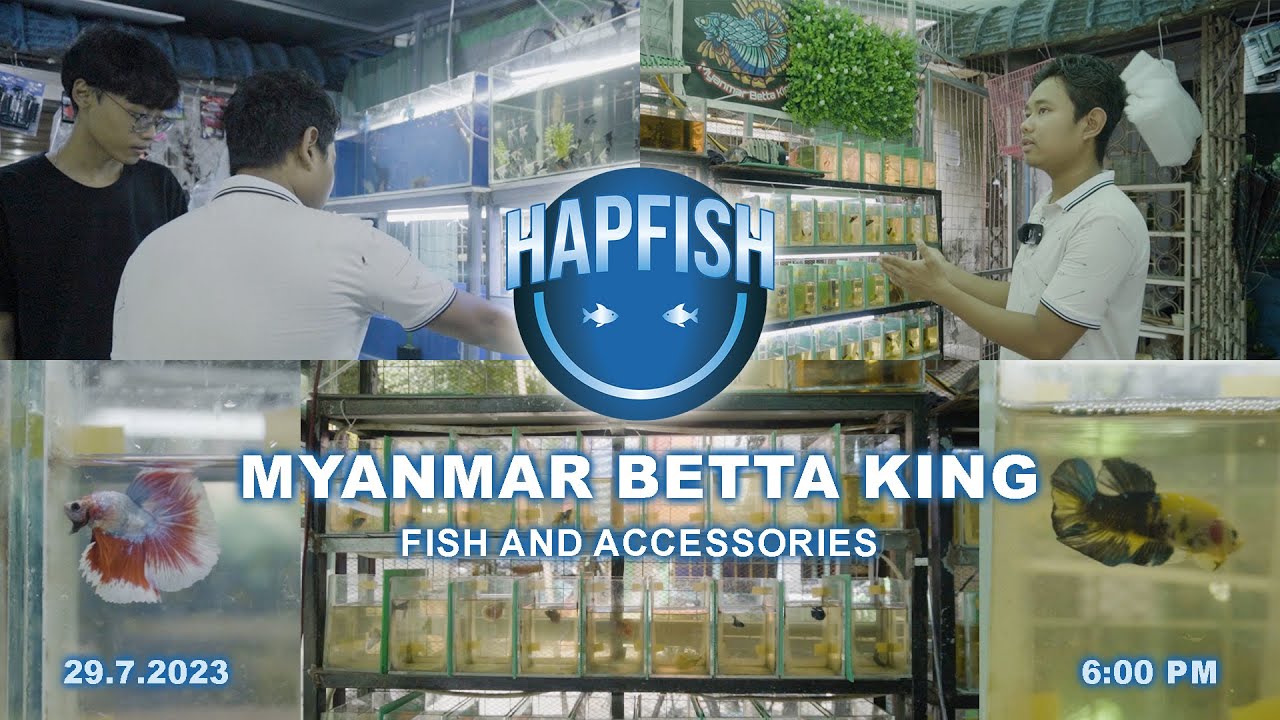 HAPFISH with Myanmar Betta King !!