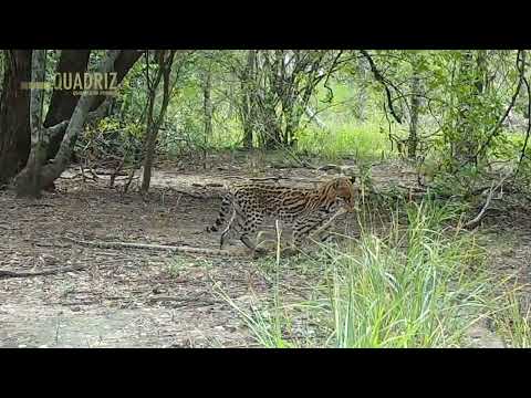 Ocelot caught on camera in Paraguayan Chaco's forest (REDD+)