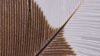 Rare feather from huia bird comes to auction  StuffNZ