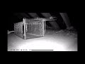 Huge Spider in Loft