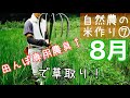 【自然農の米作り】⑦田んぼ専用除草農具で草取り作業：2019年8月7～19日