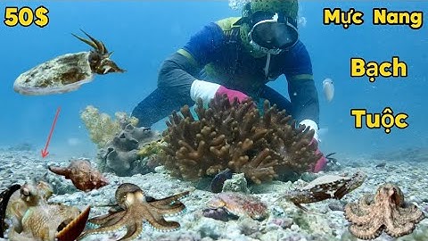 Bắt Mực Nang Bạch Tuộc Ốc Đỏ Trong Ngày Lặn Biển Bội Thu Nhiều Sò Điệp | Cảnh 86