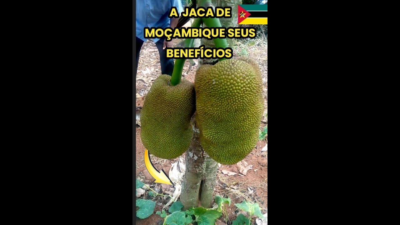A História e os Benefícios da Jaca de Moçambique