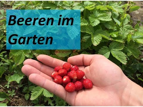 Video: Panama Berry Plant Info – Erfahren Sie, wie man Panamabeeren anbaut