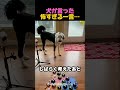 背筋が凍った犬の一言…