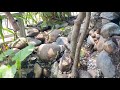 Indonesian Nature Relaxation #SuaraAlam #RelaxingSounds #KicauBurung #NatureSound