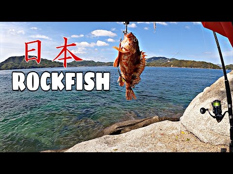 JAPANESE ROCKFISH CATCH ON METAL JIG|| SHORE JIGGING IN JAPAN || 瀬戸内海でのロックショアフィッシング