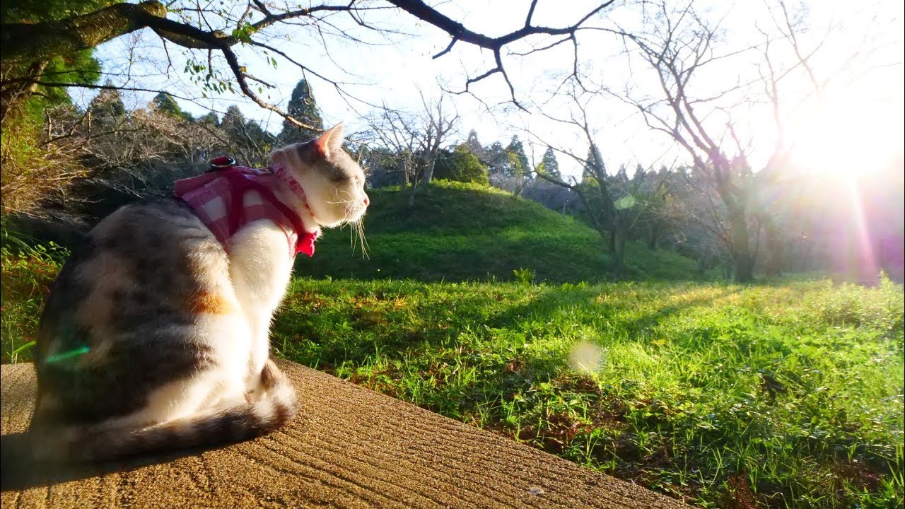 可愛い画像 Calico Cat Sister plays and watches the sunset in the mountain