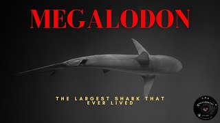 Megalodon: The Largest Shark that ever lived.