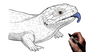 How To Draw A Blue Tongued Lizard | Step By Step