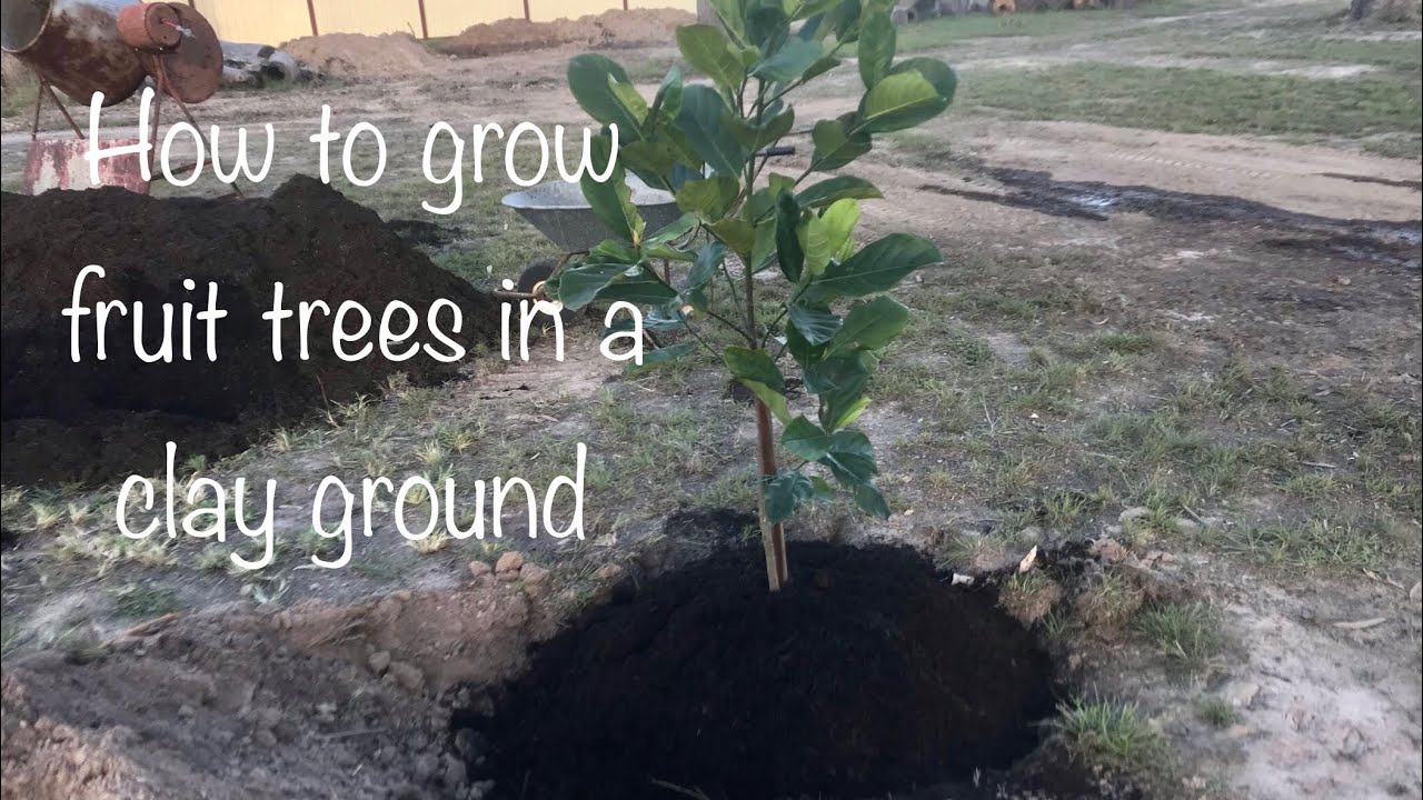 How to grow fruit trees in a clay ground//Jiji Healy YouTube