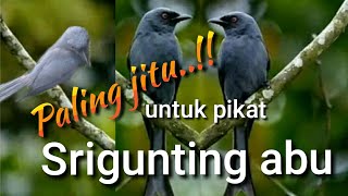 Suara pikat Srigunting Abu Paling Jitu