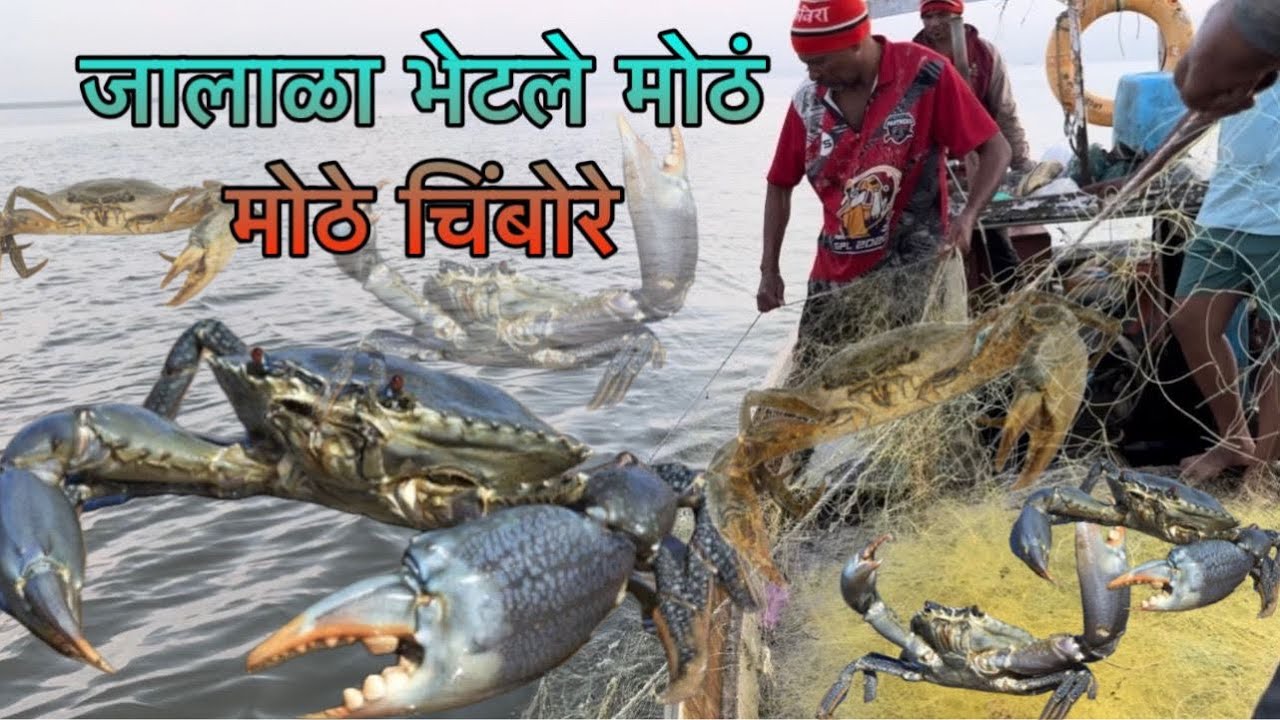 आज गेलो जालाला  लागले मोठे मोठे चिंबोऱ्या 🦀😱😱😱😱Biggest mud crab catching video in Mumbai 🦀😱😱