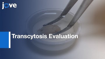 High-resolution Confocal Imaging of BBB: Transcytosis Evaluation | Protocol Preview