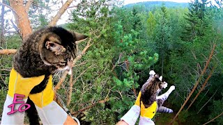 Cat Saved From Treetop (Helmet Cam)