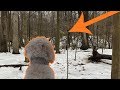 Bigfoot in Washington | Wait until you see what our Dog SMELLS