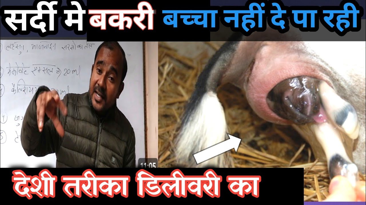 Sardi Me Bakri Baccha Nahi De Pa Rahi, Kaise Karaye Delivery |