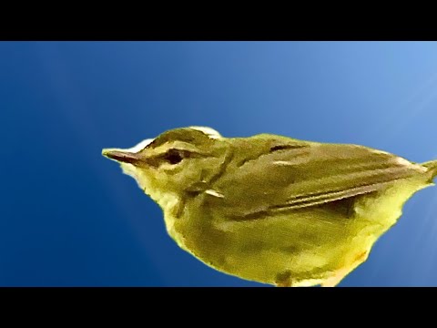 Beautiful canary bird singing in the forest