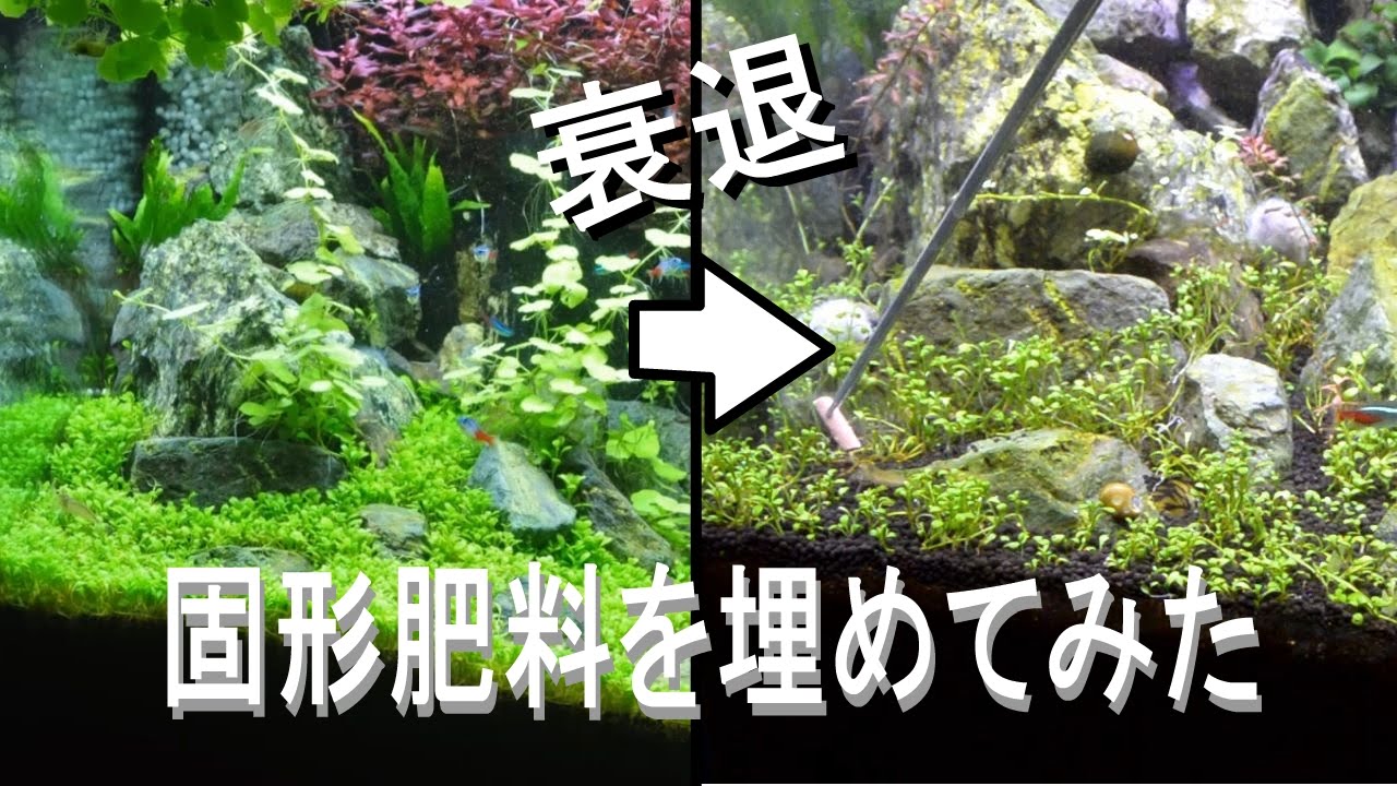 底面フィルター水槽に固形肥料を埋めてみた 水草水槽 Youtube