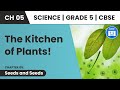 Photosynthesis | Seeds and Seeds | Class 5 Science Chapter 5