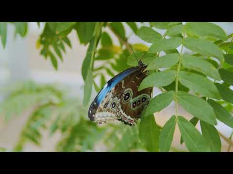 Video: Montreal Insectarium Rehberi (Kuzey Amerika'nın En Büyük Böcek Müzesi)