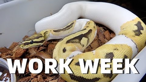 Work Week As A Ball Python Breeder !! MC BTS