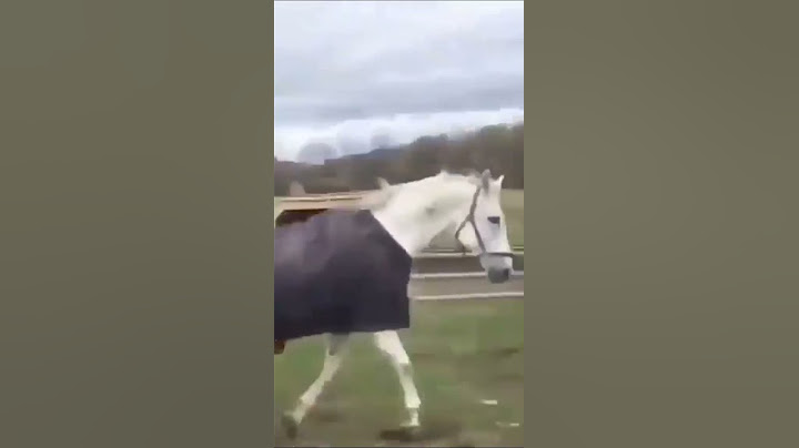 Fake Horse Prank with Horse Funny moment 😂🤣🤣😂