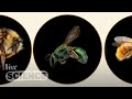 Bee Conservation and Pollination Impact