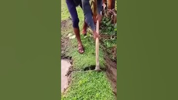 Skill dan teknik cerdas membuat saluran irigasi dengan cangkul #shorts #agriculture #smartfarm #fyp