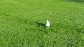 Irish dancing Seagull