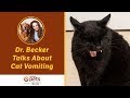 Dr. Becker Talks About Cat Vomiting