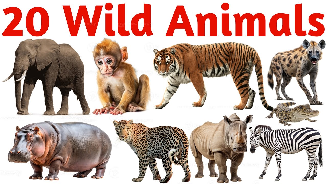 Learn 20 Wild Animals 🦁 Fun Names in English for Kids, Preschool ...