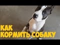 American Staffordshire Terrier / Как правильно кормить собаку /щенок в доме/