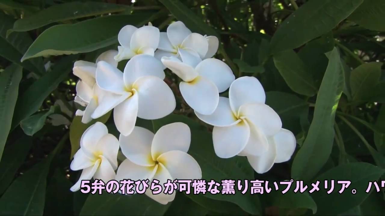 マイハワイ ハワイの花図鑑 プルメリア Youtube