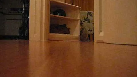 Video 1215381: blue burmese kitten, burmese kitten playing, kitten playing fetch, kitten mouse