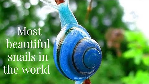 Most beautiful snails in the World | Beautiful Nature | Biologist