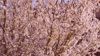 For Breakfast - Longer Than Spring (Visualiser)