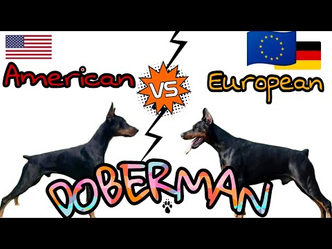 American vs European Doberman: Which is Better? ||🔥🔥🔥