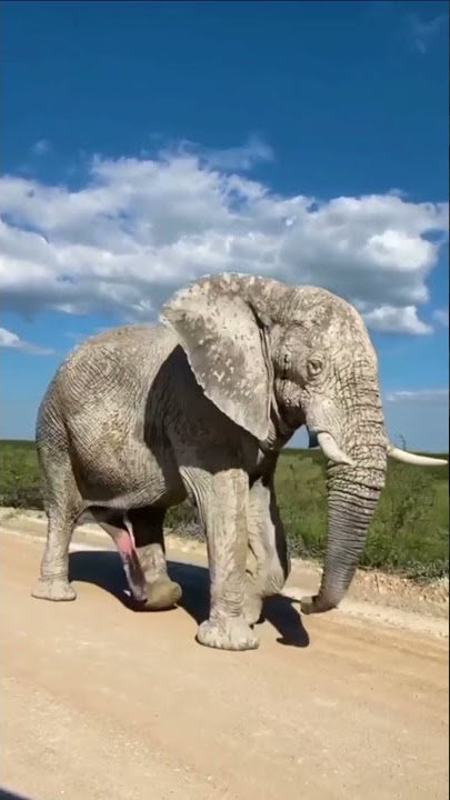 Have u ever seen a 5 leg elephanttap #shorts