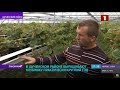 Выращивание клубники в Беларуси. Преимущества ягодного бизнеса. Панорама