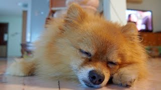 Pomeranians in Different Climates: Tips for Hot and Cold Weather