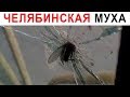 Лютые приколы. Супер муха