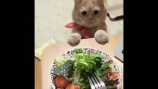 Мой голодный кот. Мой голодный кот.