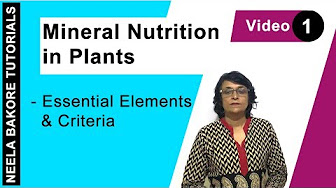 Mineral Nutrition in Plants - YouTube