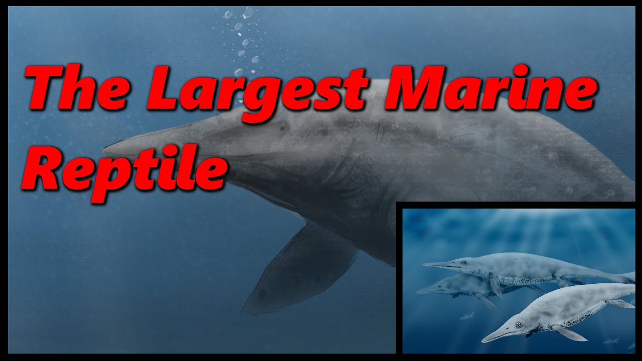 The Largest Marine Reptile In History Shastasaurus Sikanniensis the-largest-marine-reptile-in-history-shastasaurus-sikanniensis