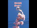 坂本冬美/桜の如く/#short/