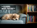 12 hours Dog Calming Music for Anxious Dogs : Separation Anxiety Relief and Deep Sleep Aid 💤🐕