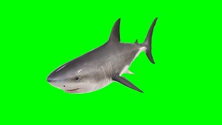 Copyright Free 3D Swimming Shark Green Screen Effect | Chroma Key | green screen shark attack |