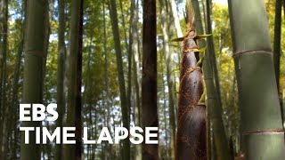 Bamboo Growing Up Timelapse