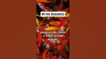 🐠Goldfish Memory Myth Busted!